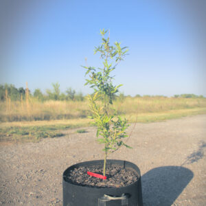 Willow Oak