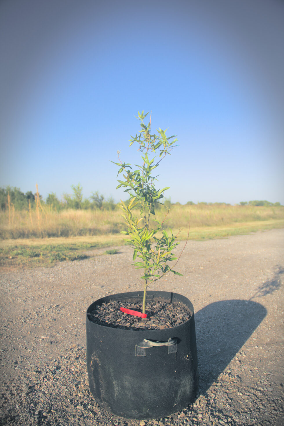 Willow Oak