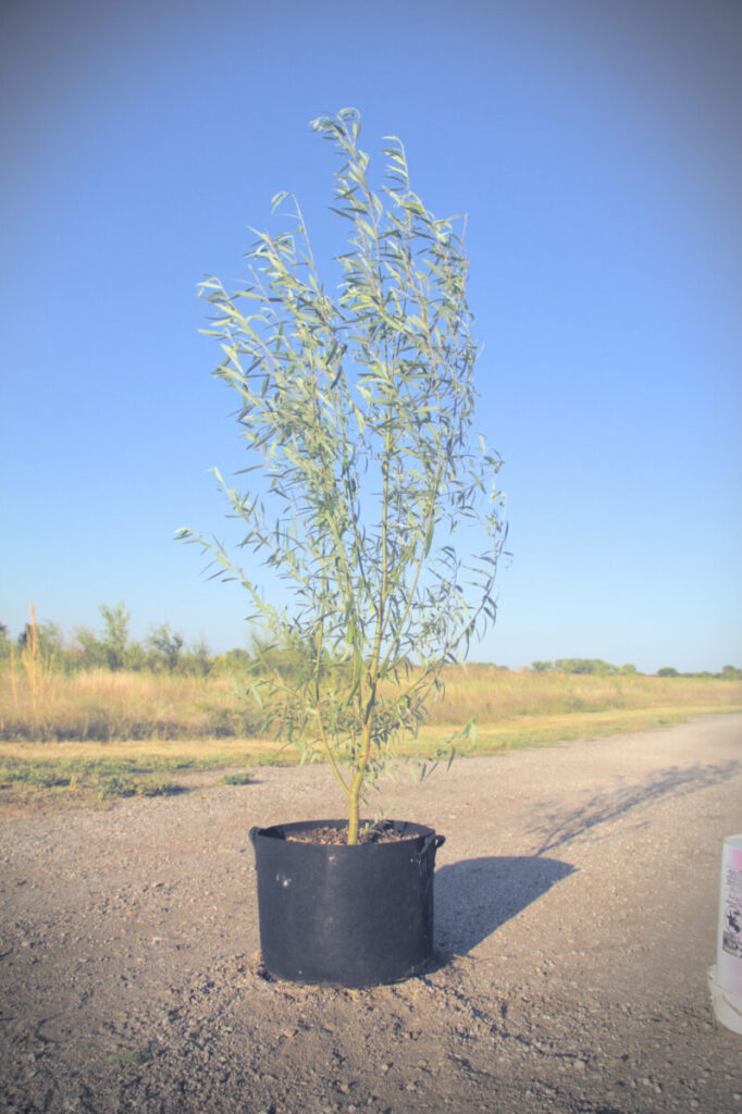 Hybrid Willow Arbors Tree Farm