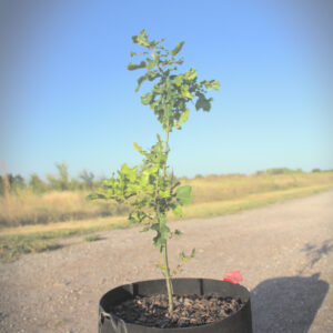Shumard Oak