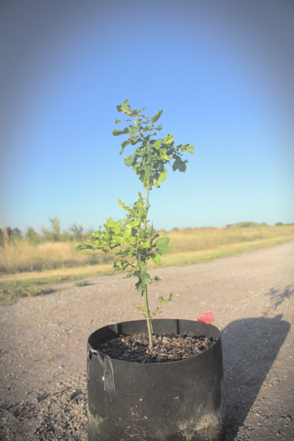 Shumard Oak