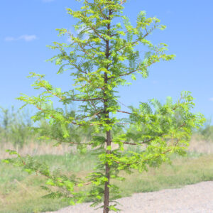 Dawn Redwood