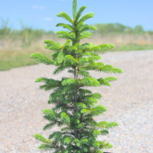 Black Hills Spruce