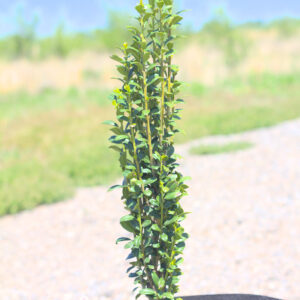 Sky Pencil Holly