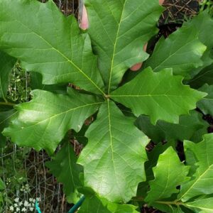 Swamp White Oak