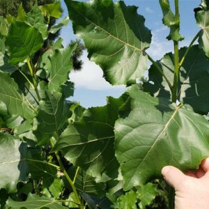 Hybrid Poplar