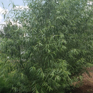 Hybrid Willow
