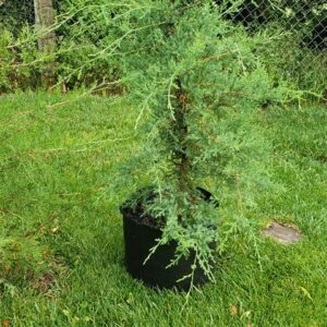 Eastern Red Cedar