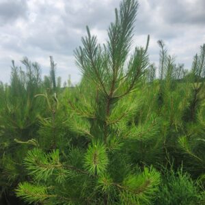 Pitlolly Hybrid Pine