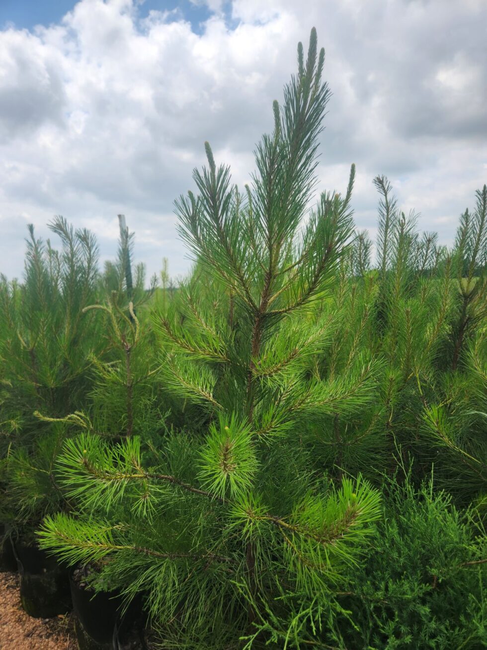 Pitlolly Hybrid Pine