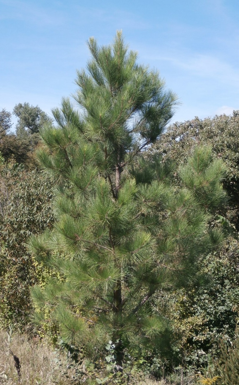 Pitlolly Hybrid Pine - Image 3