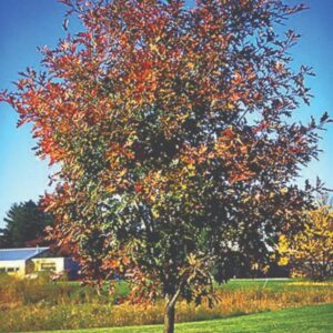 Northern Red Oak